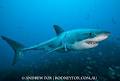 Rodney Fox Shark Expedition image 6