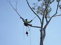 T4 Tree Services image 6