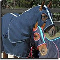 Tweed Equestrian - Murwillumbah Saddlery logo