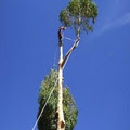 WA Regional Tree Services image 1