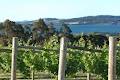 Wine Industry Tasmania image 5