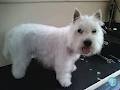 Yappy Days Mobile Dog Grooming image 1