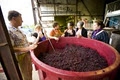 Balnarring Vineyard & Quealy Wines image 2