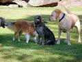 DogzDayz - dog play groups image 5