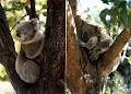 Koala Park image 4