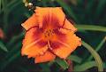Meads Daylily Gardens image 2