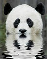 Panda Designs image 1