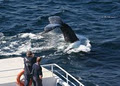 Whale watching Sydney image 4