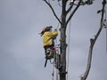 APT Tree Lopping image 4