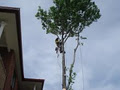 APT Tree Lopping image 5