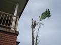 APT Tree Lopping image 6