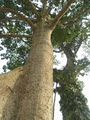 Aardvark Professional Tree Services image 2