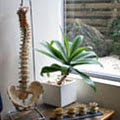 BackBone Chiropractic & Wellness Clinic image 3