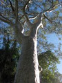 Heartwood Tree Solutions Pty Ltd image 2