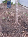Heartwood Tree Solutions Pty Ltd image 3