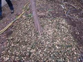 Heartwood Tree Solutions Pty Ltd image 4