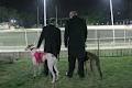 NSW Greyhound Breeders Owners & Trainers Assoc image 6