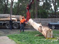 Peninsula Mulching & Tree Lopping image 3