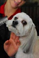 PetStation & Dog Grooming Salon image 5