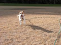 Petmates Dog Walking & Cat Minding logo