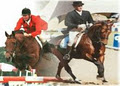 Queensland Equestrian Bloodstock logo