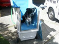 Splash Hounds Mobile Dog Wash image 4