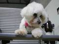 W.A. Dog Grooming & Clipping Academy image 5