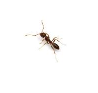 Proven Pest Control Dapto image 1