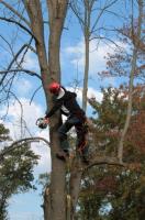 Caboolture Tree Removal image 3