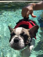 French Bulldog Care image 1