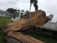 North Shore Tree Services image 5