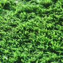 Synthetic Grass Adelaide logo