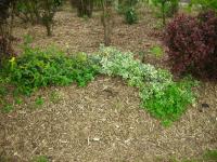 Northern Beaches Garden Care image 6