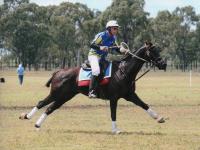 East Coast Horse Transport Victoria image 1