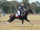 East Coast Horse Transport Victoria logo