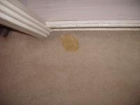 Squeaky Clean Carpet image 19