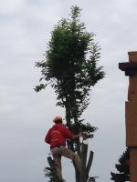 Capalaba Tree Removal image 2