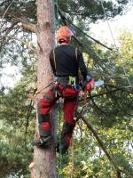 Caboolture Tree Removal Redcliffe image 2