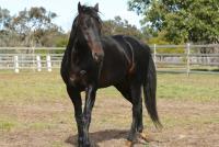 Egmont Park Stud image 2