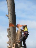 ArborCraft Tree Services image 1