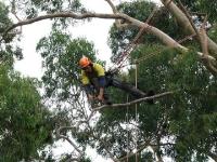 ArborCraft Tree Services image 4