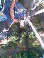 ArborCraft Tree Services image 6