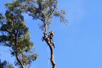 ArborCraft Tree Services image 7