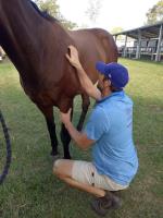 Equine osteopath Gold Coast image 2