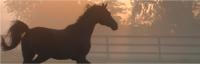 Equine osteopath Gold Coast image 6