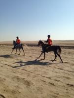 Equine osteopath Gold Coast image 7