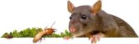 Pest Control Brisbane image 1