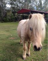 Equine osteopath Gold Coast image 10