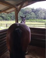 Equine osteopath Gold Coast image 11