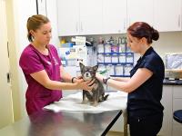 Redgum Vet & Pet Boarding image 2